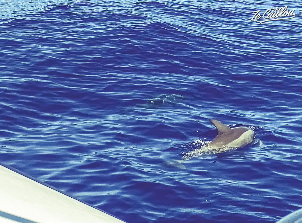 Certains dauphins se rapprochent du bateau à fond de verre et jouent dans les vagues.