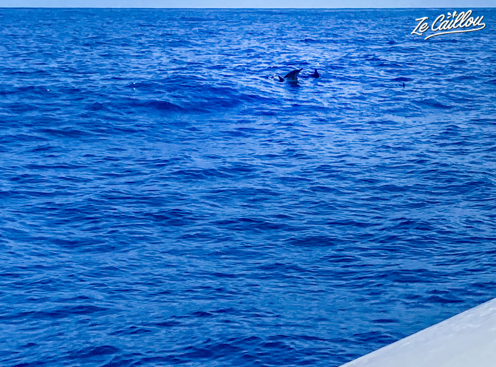 Peu joueurs on a tout de même le droit de voir les dauphins à la Réunion s'amuser à côté du bateau.