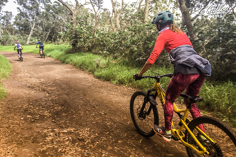 Downhill mountain biking in Reunion here in the maido tamarind forest.