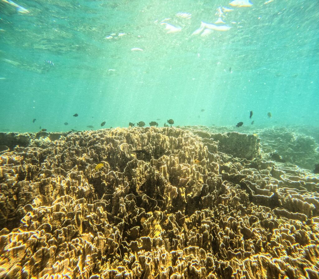 Snorkeling at the aquarium in the South of Rodrigues island.