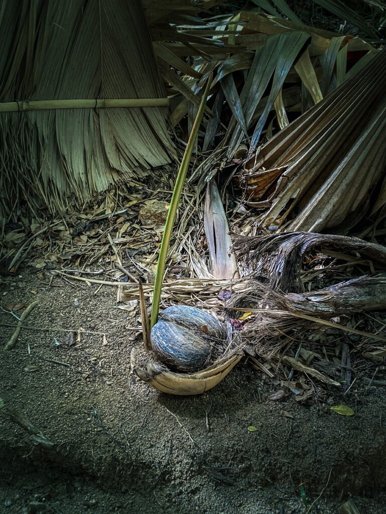 Un coco fesse en train de pousser à Praslin.