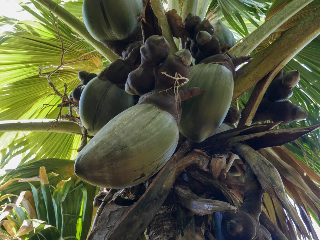 Des palmiers à Coco fesses dans la réserve de Fond Ferdinand à Praslin.