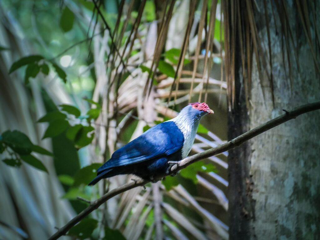 A bird found in the Seychelles
