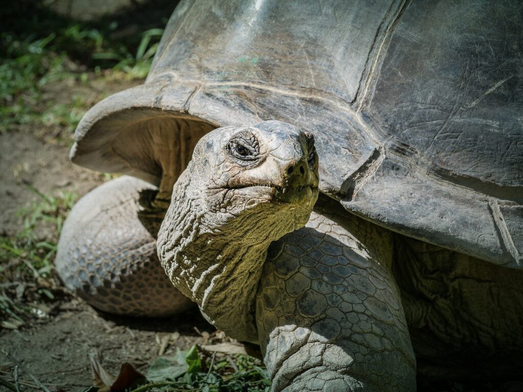 Discover giant tortoises while visiting Seychelles and Praslin.