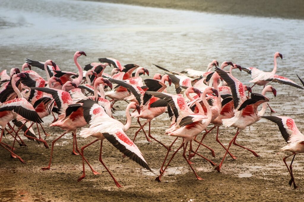 Hundreds of pink flamingos at Walvis Bay, near Swakopmund in Namibia.