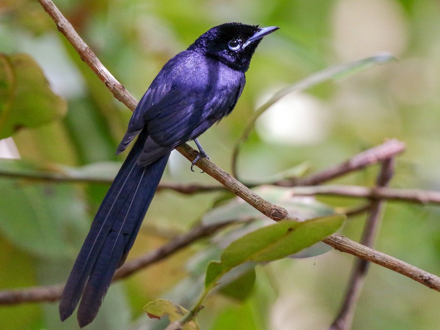 The male Flycatcher of La Digue in the Seychelles which can be observed at the Widow's Reserve.