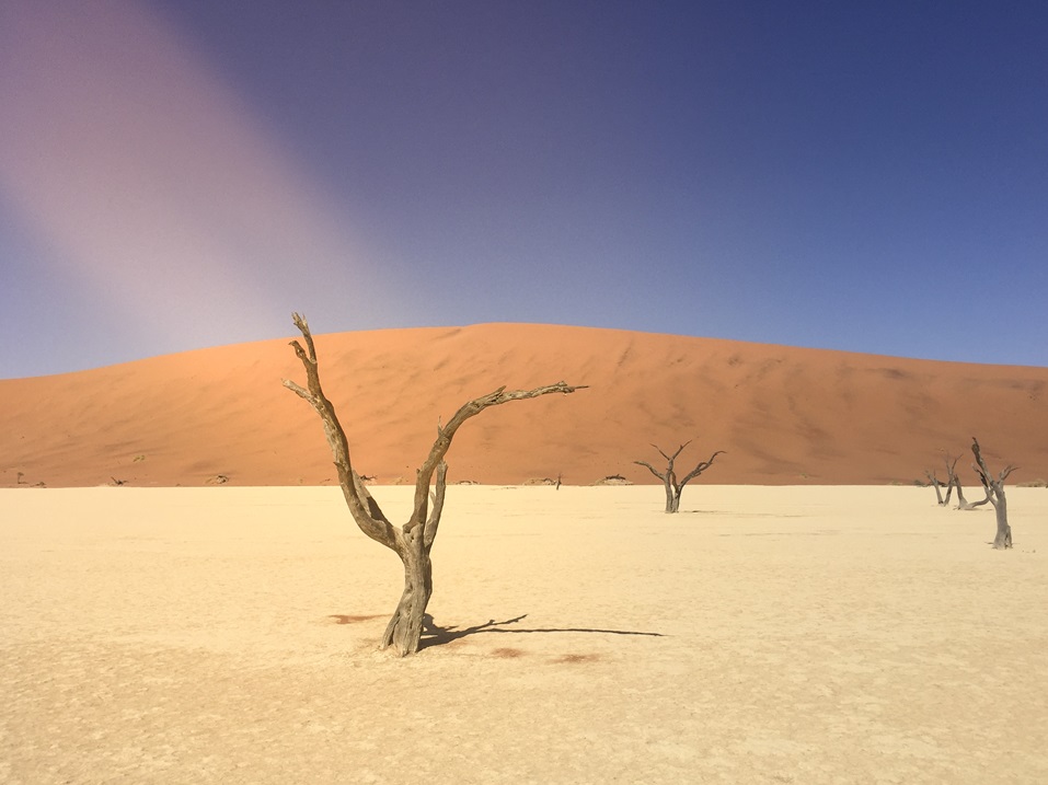 Retrouvez toutes les infos sur notre blog de voyage en Namibie. Ici les arbres morts de Deadvlei.