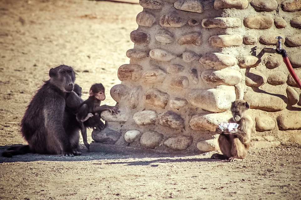 Des familles de babouins qui viennent chercher les restes dans les campsites en Namibie.