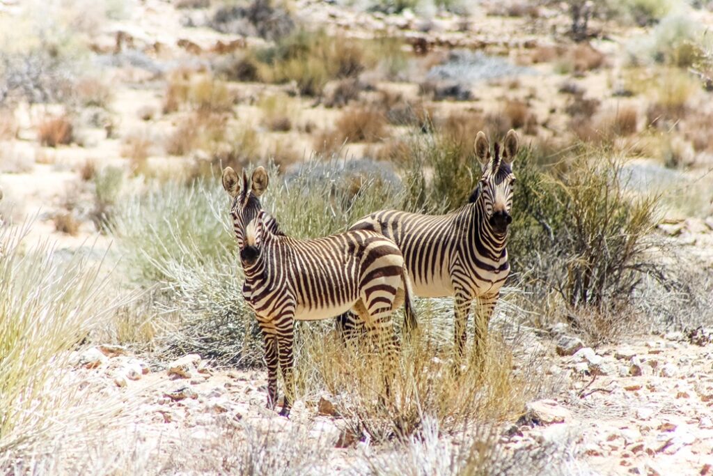 You should do safaris when visiting Namibia.