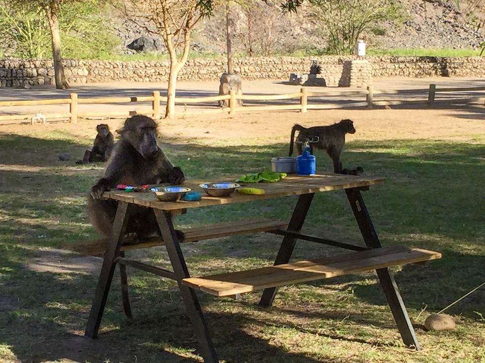 Un babouin qui mange notre petit déjeuner à Ais Ais campsite lors de notre voyage en Namibie.