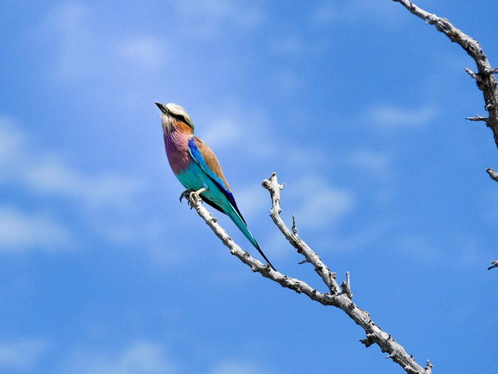 Magnificent bird seen during a safari in Mahango in the Caprivi Strip in Namibia
