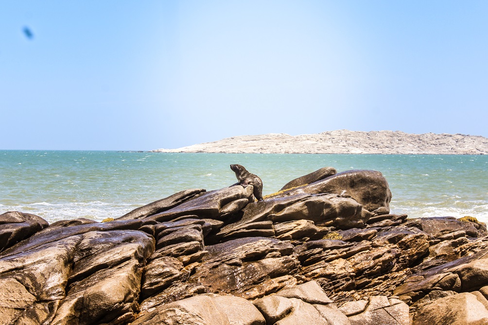 There are many seals near the town of Luderitz in Namibia.