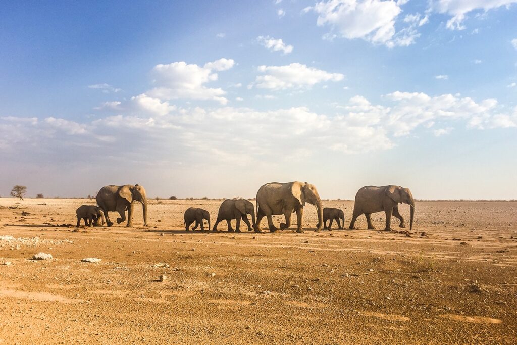 Un troupeau d'éléphants à notre arrivée à Etosha en Namibie.