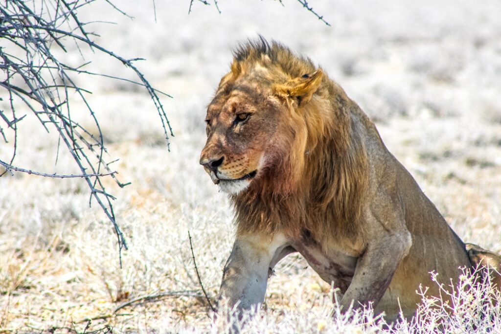 Le roi de la Jungle au parc Etosha dans le Nord de la Namibie.