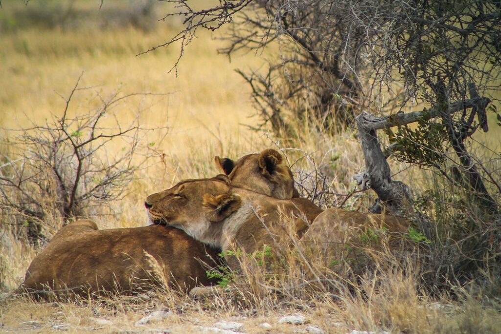 2 lionesses resting in the shade in Etosha, Namibia.