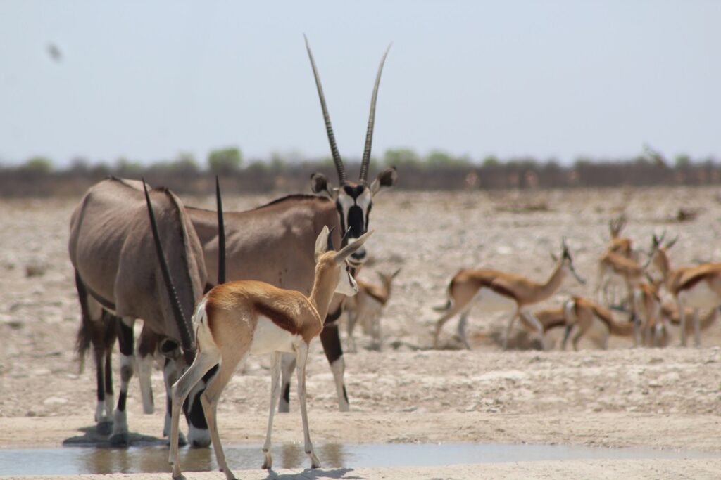 Observer Oryx et springboks à Etosha en Namibie.