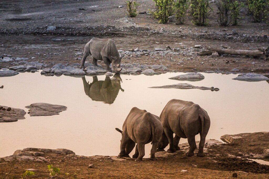 Observer des rhinocéros à Etosha lors d'un voyage en Namibie. 
