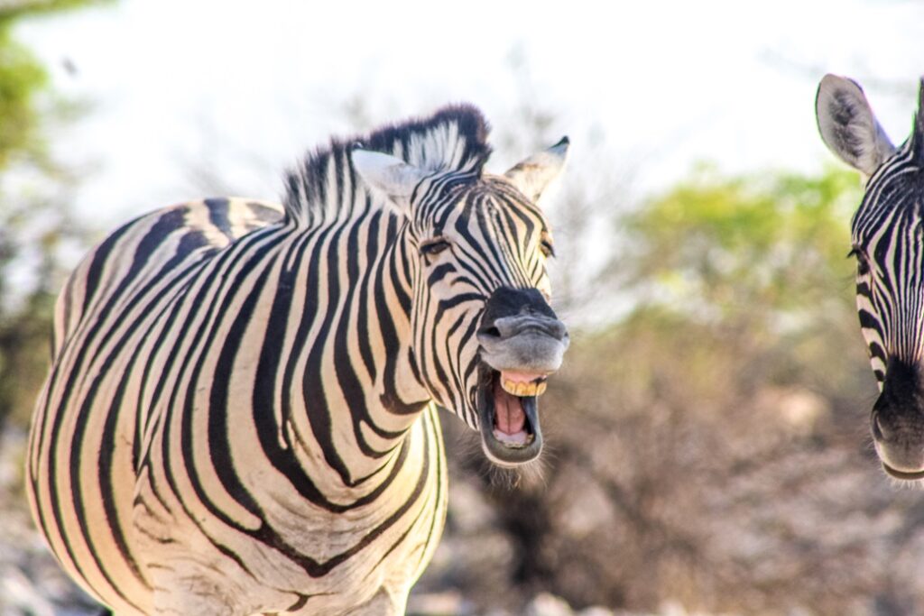 A zebra in the Etosha wildlife park.
