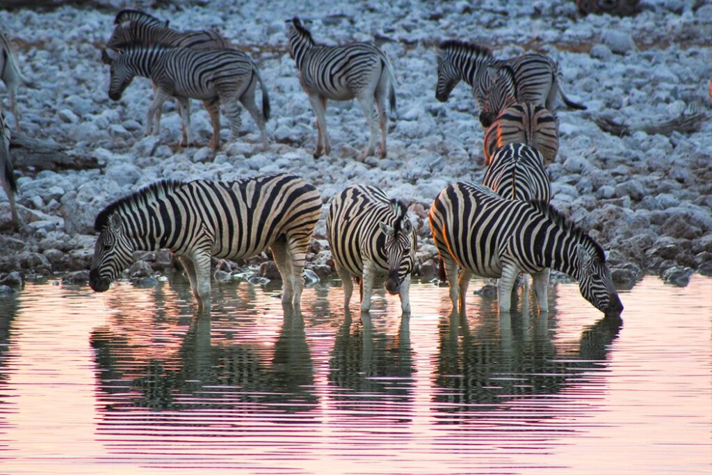 Prepare a trip to Namibia using our travel blog, here zebras in Etosha.
