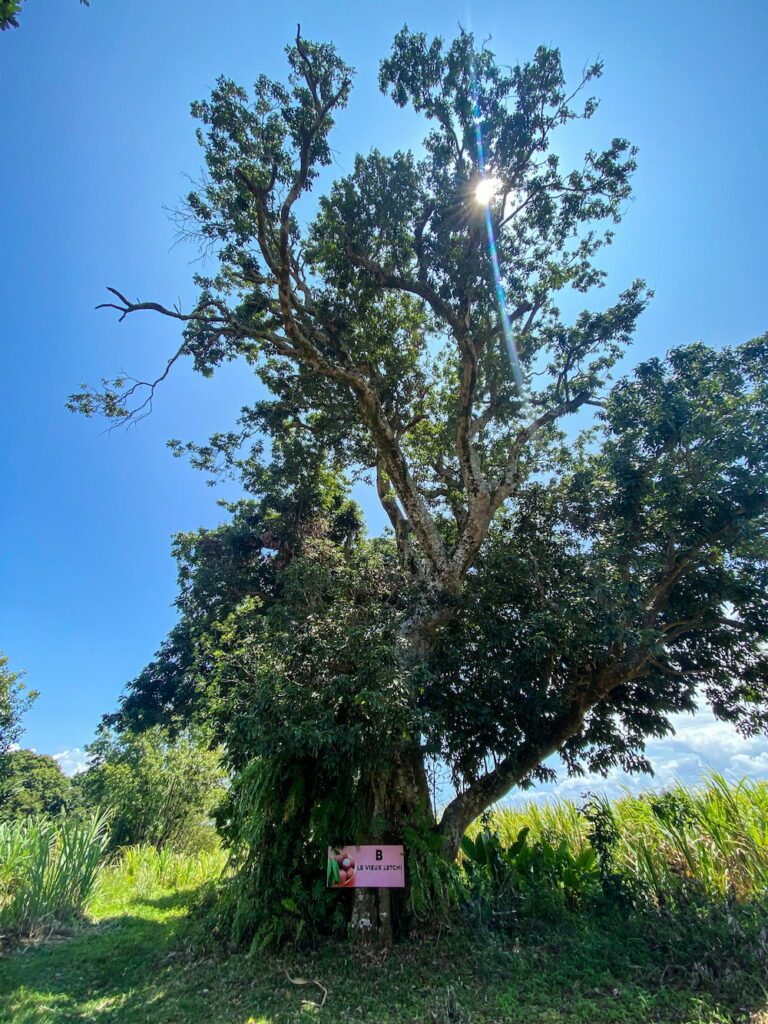 Un pied de Letchis géant au Domaine de Coco, un des jardins créoles à la Réunion.