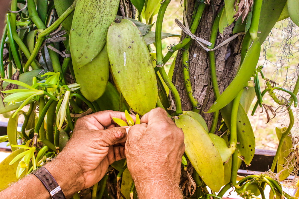 Découvrez la fertilisation de la vanille dans ce jardin créole à la Réunion.