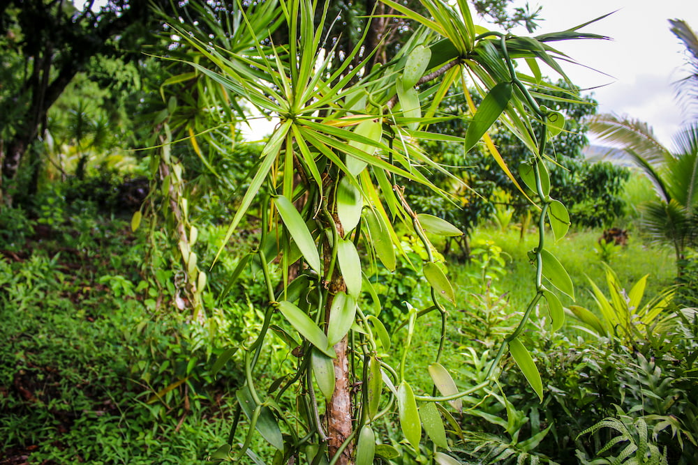 Visiter un des jardins créoles à la Réunion en découvrant les plantations de vanille à Saint Philippe.