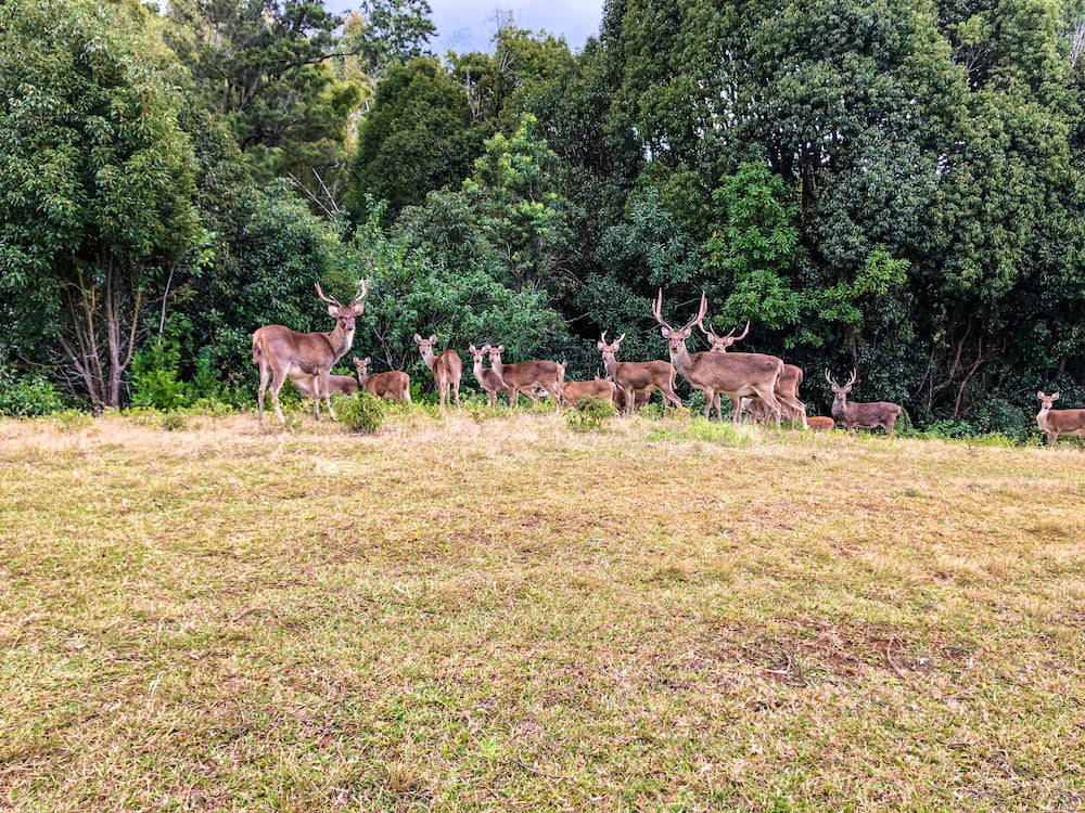 Vous aurez peut-être la chance de voir des cerfs dans ce jardin à Ste Marie.