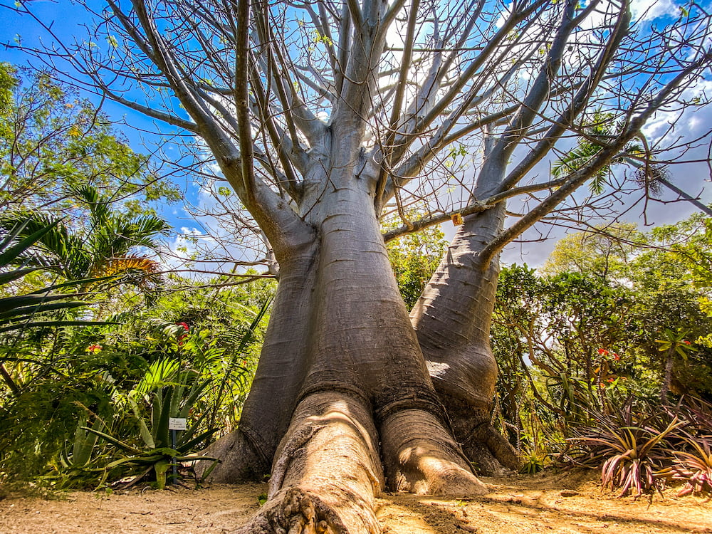 Un magnifique baobab au jardin d'Eden à la Saline les Bains à la Réunion.