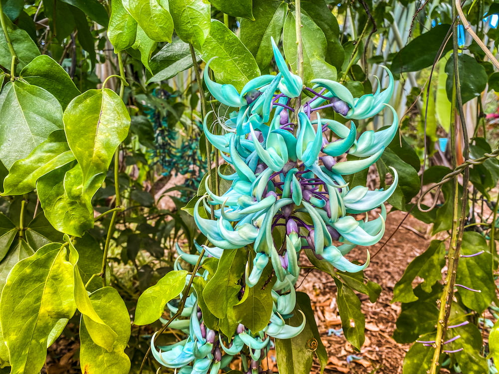 La magnifique liane de Jade que vous pourrez découvrir au Jardin d'Eden à la Saline les Bains.