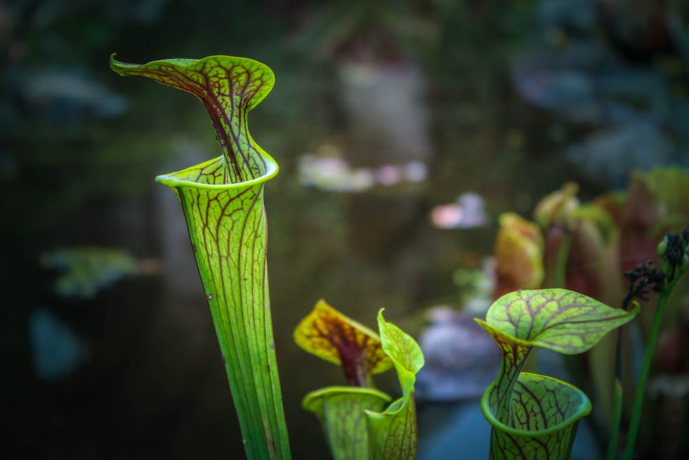 Découvrez l'impressionnante flore de Mascarin, un des plus beaux jardins créoles à la Réunion.