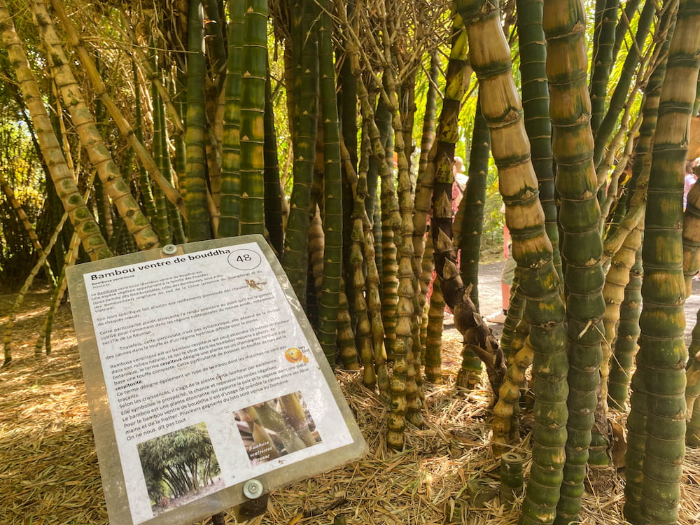 Découvrez la flore du jardin du Domaine du café grillé, un des jardins créoles à la Réunion très riche en diversité.