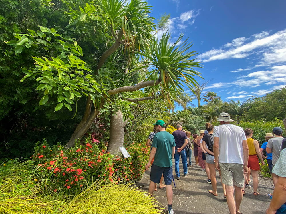 Profitez des visites guidées du Domaine du café grillé, un jardin créole très riche en biodiversité.