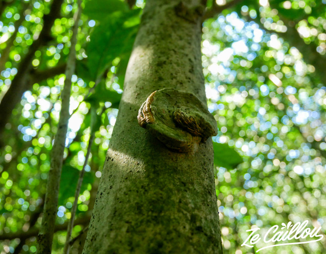 Visitez les jardins créoles à la Réunion comme celui de la plaine des gregues.