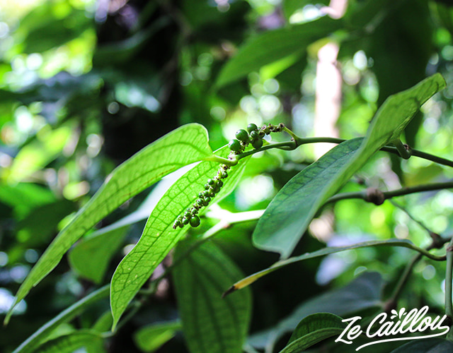 Du poivre vert frais au jardin des parfums et des épices à la Réunion.