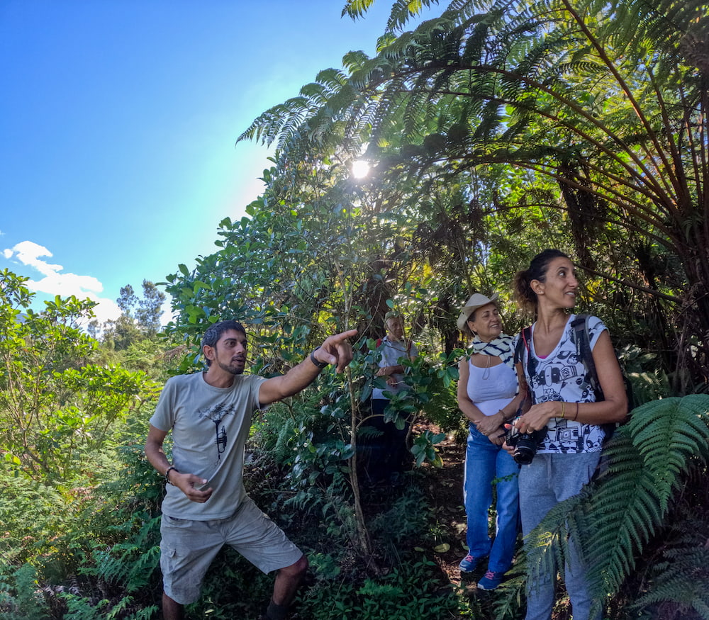 Découvrez la biodiversité réunionnaise à la forêt des Remparts.