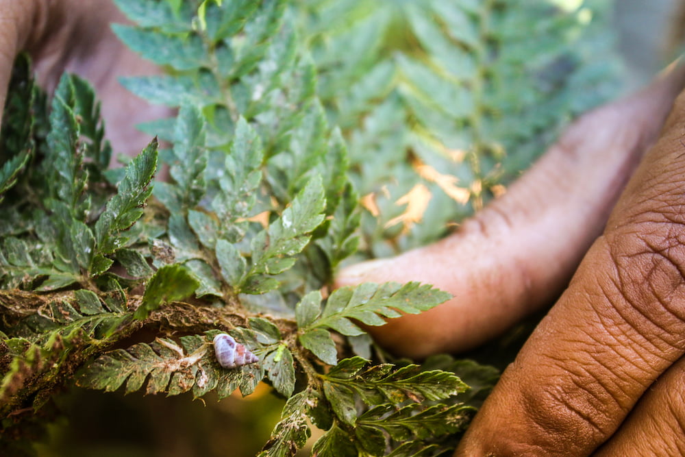 Découvrez la faune et la flore des jardins créoles à la Réunion comme à la forêt des Remparts.