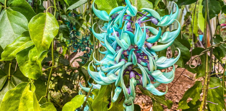 Visiter les jardins créoles à La Réunion