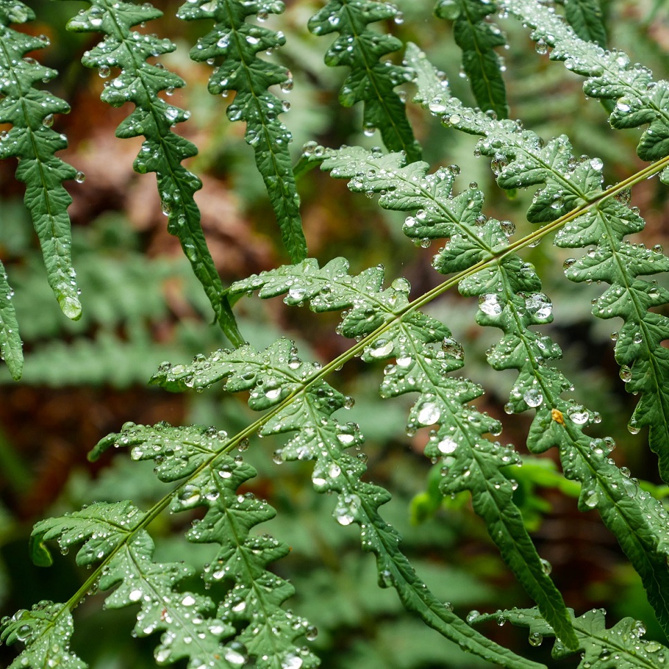 Gros plan d'une fougère pleine de rosée dans une forêt tropicale à la Réunion.