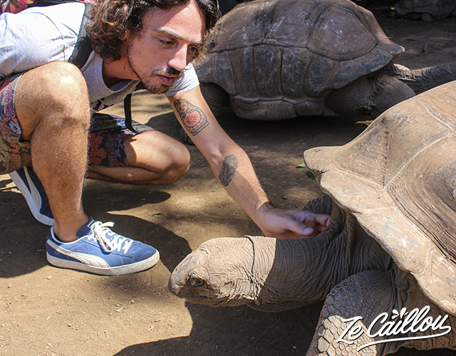 Venir découvrir les différentes espèces de tortues de terre au jardin des tortues à la Réunion.