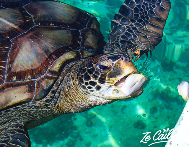 Une tortue pas farouche au musée des tortues marines, Kélonia à Saint-Leu.