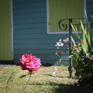 Une belle rose devant une case créole à Hellbourg.