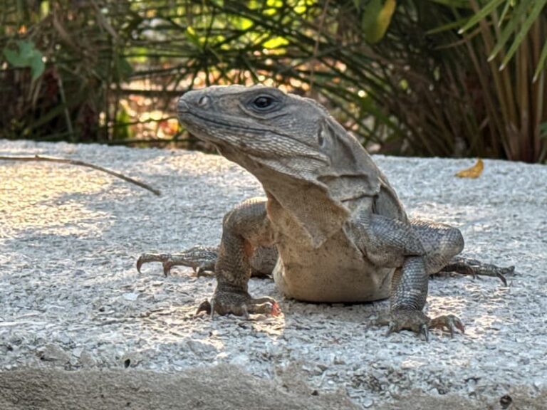 Notre copain l'iguane qui squattait près de nous dans notre auberge de jeunesse à Palenque.