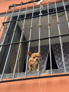 Curious little Mexican dog