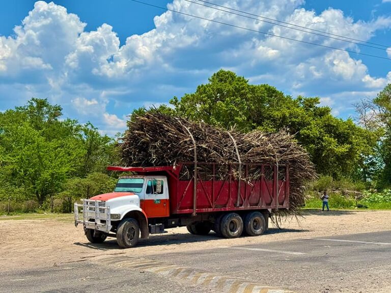 La région du chiapas est aussi une région de canne à sucre au Mexique.