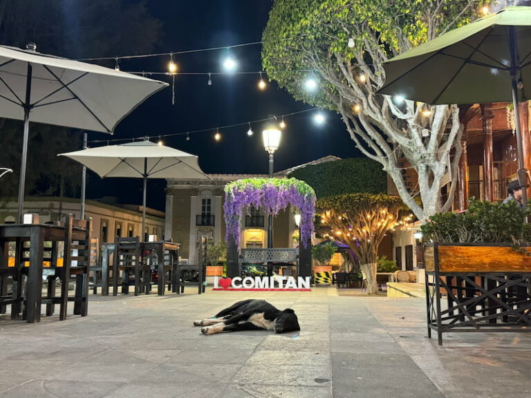 Un chien dormant devant le panneau Comitan.