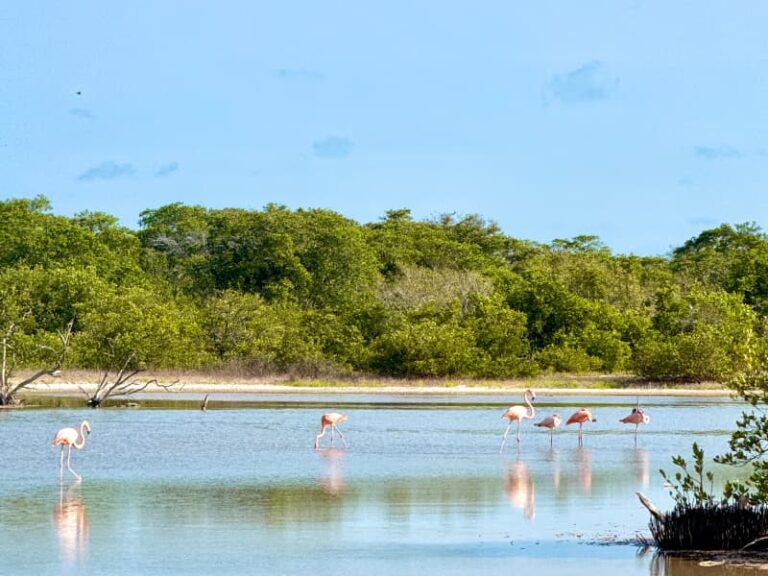 Observer les flamants roses en se baladant à Celestun dans le Yucatan.
