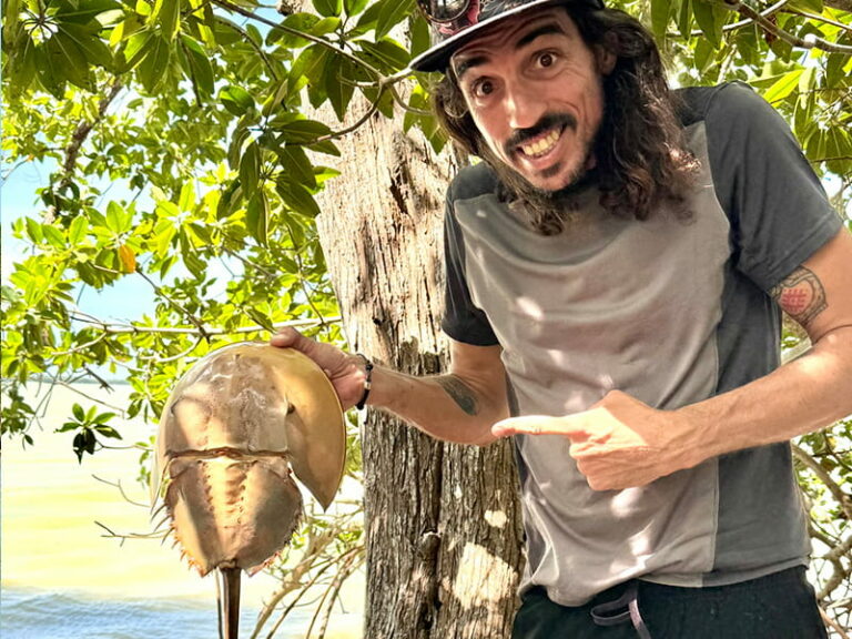 Romain trouve une carapace de limule dans les mangroves de Celestun au Mexique.