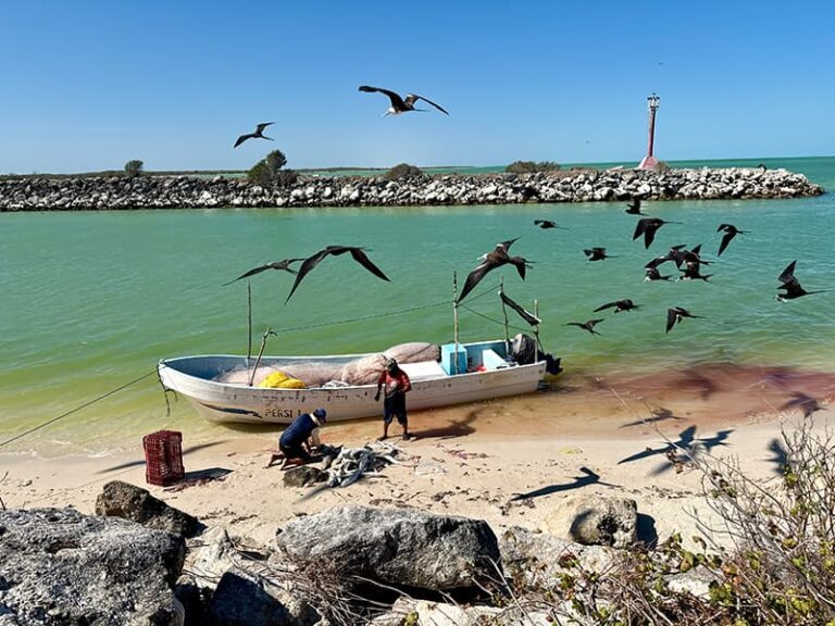 Visiter le Yucatan et le magnifique petit village de pêcheur de Celestun au bord de la plage.