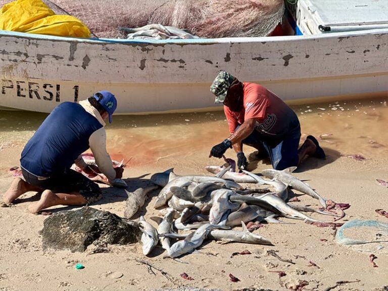 A Celestun, les pêcheurs pêchent également des petits requins.